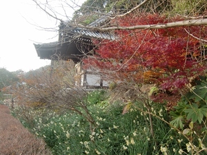水仙園